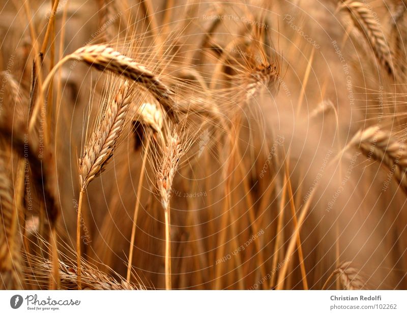 corn Barley ear Mature Barleyfield