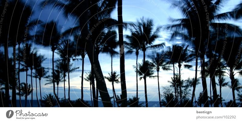night feat. turtle island Beach Night Palm tree Dream Ocean Vacation & Travel Relaxation Ko Tao Breeze Break Joy Asia Weather Island Idyll Sky Wind Blue
