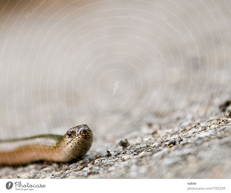 Please help me across the street. . . Slow worm Saurians Reptiles Animal Habitat Environmental protection Living thing Asphalt Worm's-eye view Summer Looking