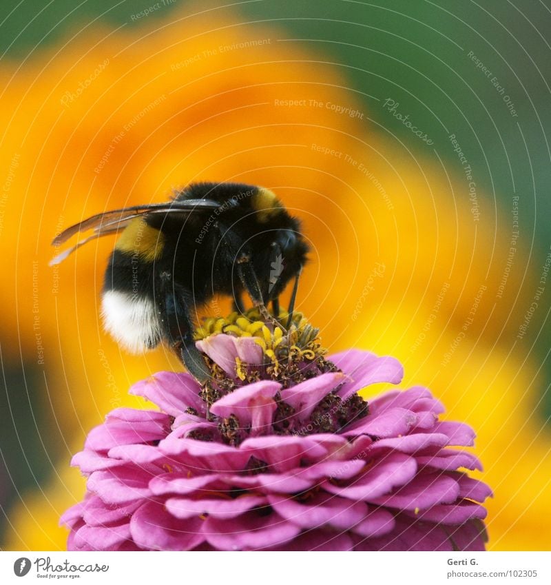 bumblebee Bumble bee Bee Bee-keeper Yellow Pink White Black Striped Marigold Defense against snails Nectar plant Stamen Large Force Animal Insect Bow