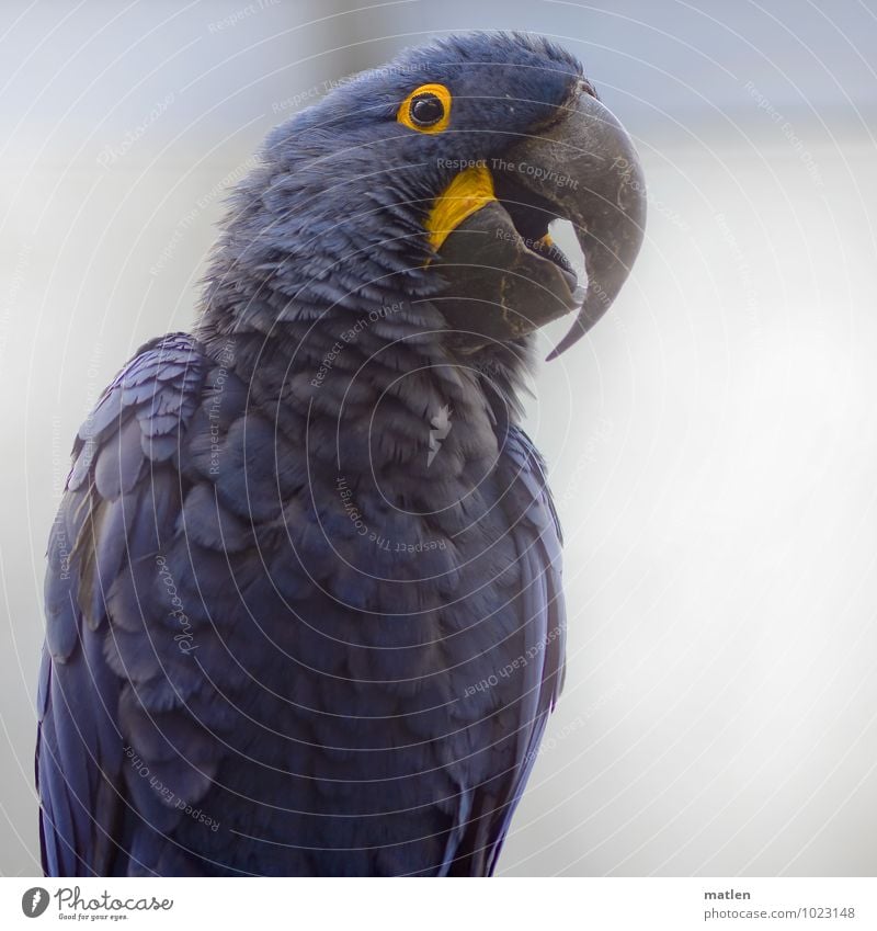 lucky blue Animal Bird Animal face Wing 1 Friendliness Happiness Large Blue Yellow Black White Contentment Spring fever Macaw Hyacinth Macaw Beak Feather