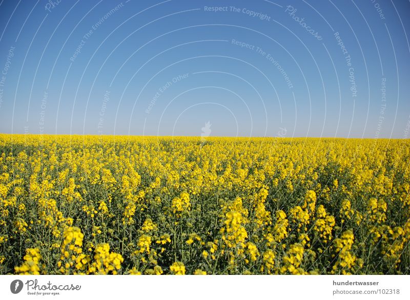 "wide" Canola Canola field Flower Blossom Background picture Yellow Spring Summer Plant Meadow Nature land Sky
