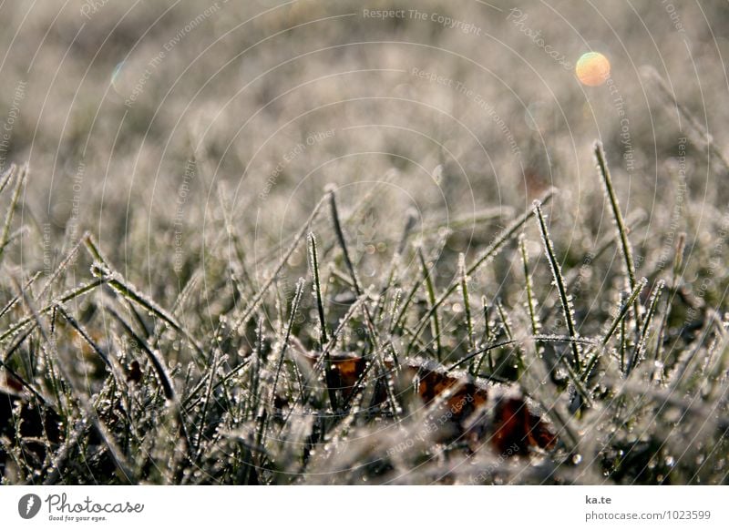 sugar-coated lawn Nature Plant Winter Beautiful weather Ice Frost Grass Leaf Meadow Cold Natural Green White Calm Idyll Moody Subdued colour Exterior shot
