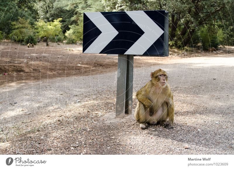 DA GEHTS LANG Morocco Africa Street Road sign Wild animal Monkeys Barbary ape 1 Animal Break Groundbreaking Colour photo Exterior shot Deserted