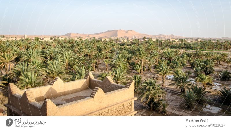 Erg Chebbi Nature Landscape Sand Plant Palm tree Desert Oasis Merzouga Morocco Africa Vacation & Travel Province of Errachidia Beach dune oasis city