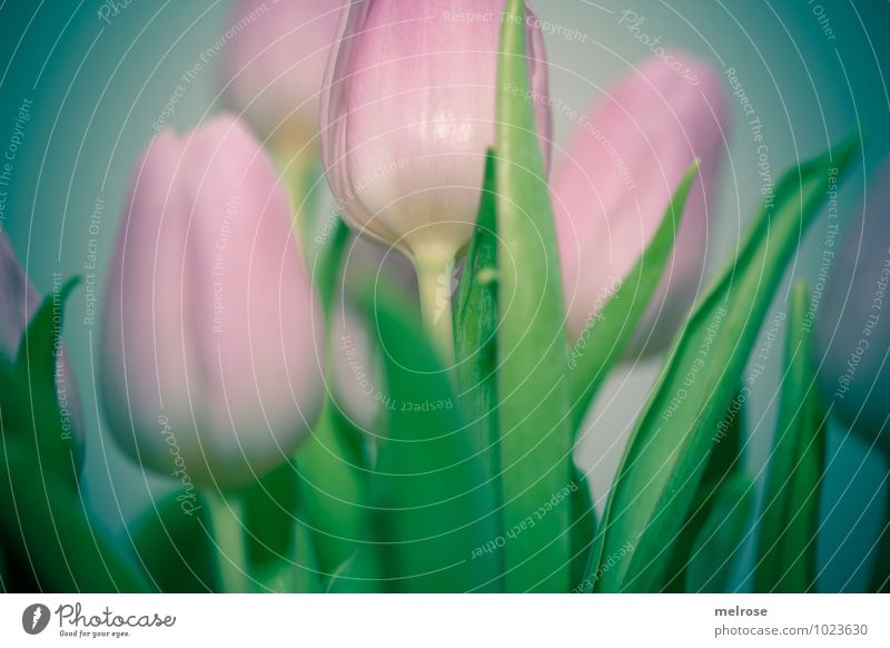 Tulip bouquet III Winter Flower Leaf Blossom Flower stem Lily plants Spring flowering plant Spring colours Blossoming To enjoy Smiling Illuminate Growth Elegant
