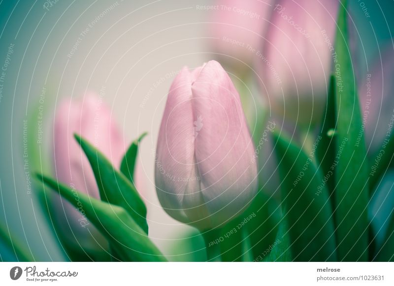 Tulip bouquet II Winter Flower Leaf Blossom Flower stem Lily plants Spring early bloomers Spring fever Spring colours Blossoming To enjoy Dream Growth Elegant