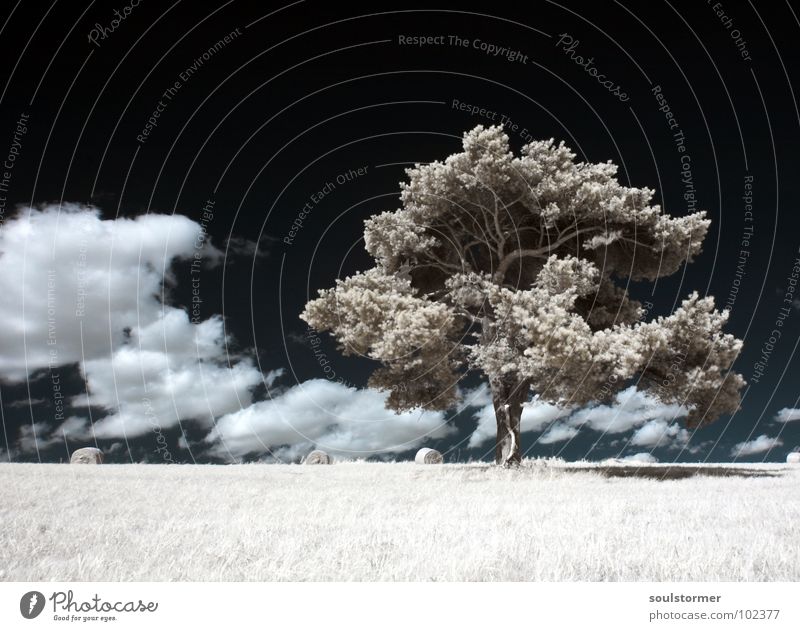 All alone Infrared Infrared color Black filter Clouds White Wood flour Light Grass Meadow Plant Green Tree Edge of the forest Clump of trees Grief Distress Sky