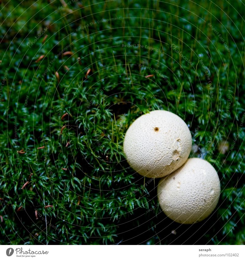 Space Balls Mushroom Moss Spore Puff-ball stäubling Lichen Nature Multiple Bulb Mushroom cap Environment Plant Botany Autumn Autumnal Ecological mycology