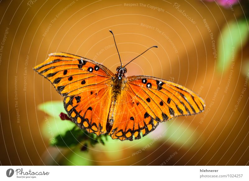 Queen Danaus Gilippus Beautiful Calm Summer Garden Nature Plant Animal Flower Butterfly Wing Small Natural Green Black White Insect colorful pretty wildlife