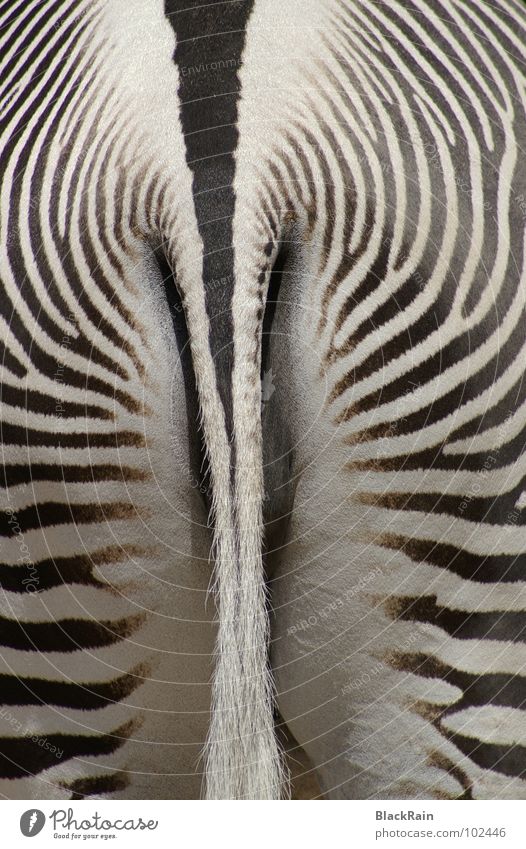 strips Zebra Zoo Stripe Black White Tails Good mood Animal Odd-toed ungulate Mammal schonnenschein