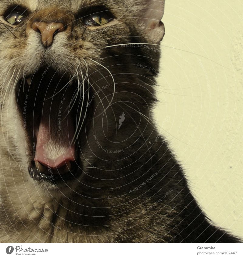 Wiiiiilmaaa! Scream Loud Cat Tear open Facial hair Pelt Frightening Crash Amazed Mammal willing Muzzle Tongue