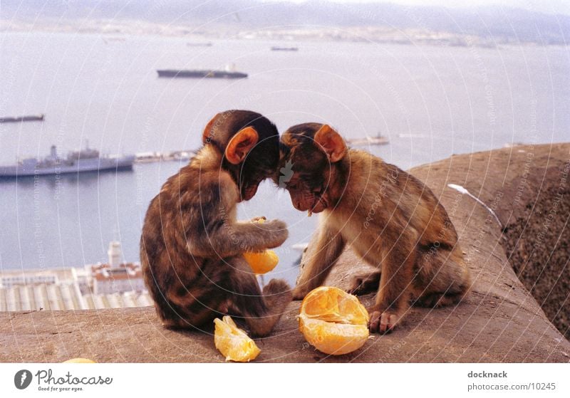 Fruit is healthy... Monkeys Young monkey Orange Sweet Cute Gibraltar To feed Feeding
