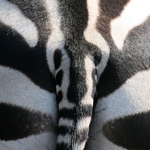Strip ass. Stripe Zebra White Black Tails Animal Savannah Africa Zoo Symmetry Fart Bottom Mammal Patch Bangs Contrast poet Musculus Maximus Excretion