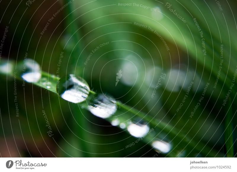 A 5.4 on the droplet scale. Environment Plant Elements Water Drops of water Beautiful weather Bad weather Rain Grass Leaf Garden Park Meadow Mirror Disco ball