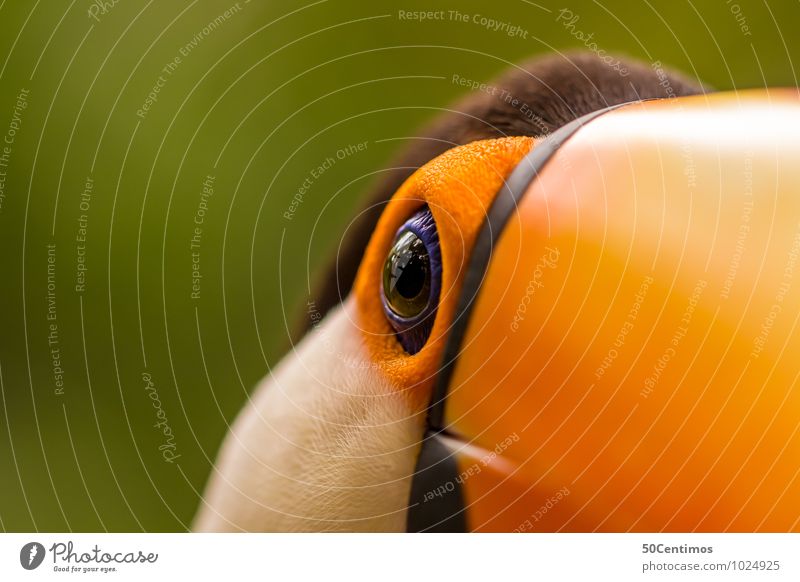 A toucan in detail Animal Bird 1 Looking Esthetic Elegant Speed Beautiful Adventure Life Environment Tucans Colour photo Detail Macro (Extreme close-up)