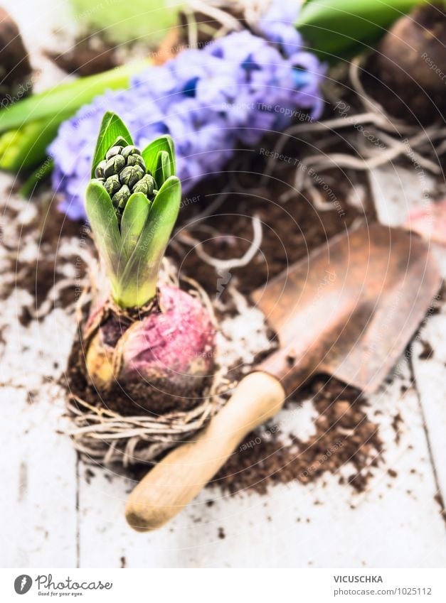 Hyacinth bud with onions and old shovel Style Design Summer Garden Decoration Nature Plant Spring Flower Green Violet Pink White Tradition Hyacinthus Bud Onion