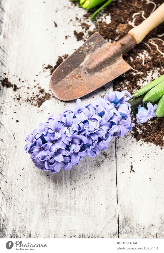 blue hyacinth and shovel with earth Lifestyle Style Design Leisure and hobbies Garden Nature Plant Spring Flower Background picture Equipment Hyacinthus