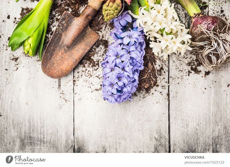 Hyacinth flowers, bulbs, tubers and shovel Style Design Garden Decoration Nature Plant Spring Flower Leaf Blossom Park Background picture Gardening Onion Bulb