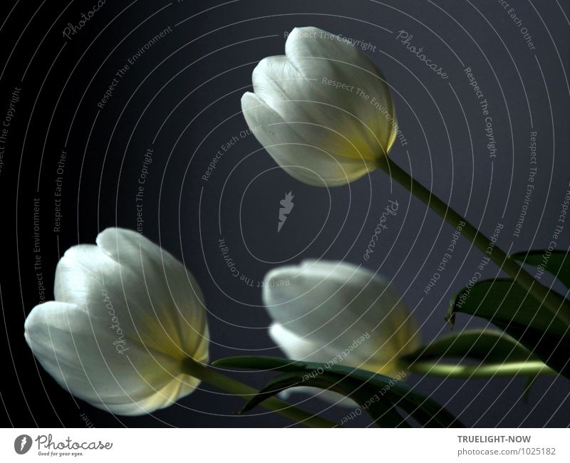 White tulips 1 ... Harmonious Well-being Senses Relaxation Calm Meditation Fragrance Living or residing Flat (apartment) Decoration Plant Flower Tulip Leaf