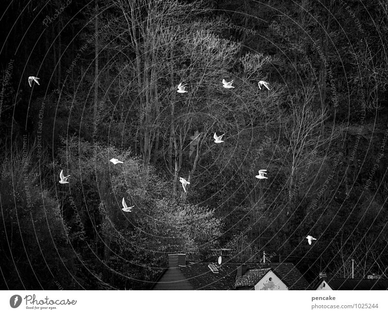 eleven-man advice Landscape Elements Winter River bank Animal Bird Group of animals Flock Sign Movement Flying Romp Moody Happiness Homesickness Gull birds
