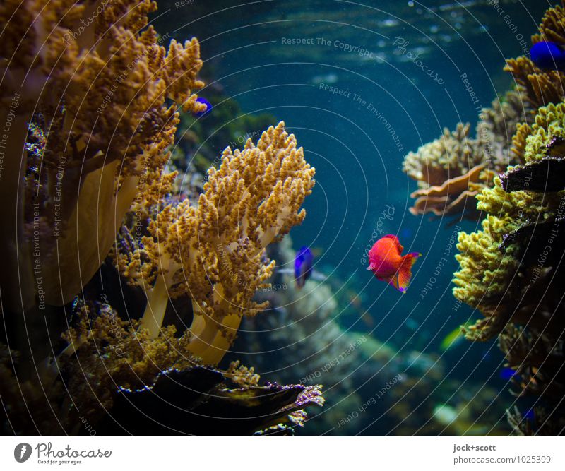 fishing in life Exotic Water Fish Aquarium Coral Animal Authentic Warm-heartedness Peaceful Life Growth Natural phenomenon Sensitive Spacing Environment Habitat