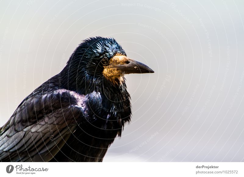 Skeptical Environment Nature Animal Elements Beautiful weather Wild animal Bird Emotions Power Willpower Might Brave Determination Passion Black Crow