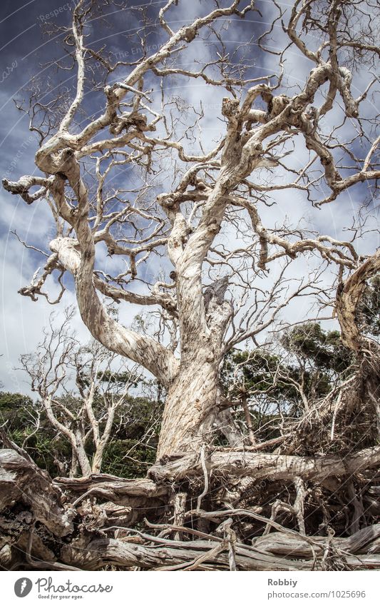vieux artères vitales Nature Landscape Tree Mangrove Root Burl wood root network Virgin forest Australia + Oceania Old Esthetic Gigantic Historic Maritime