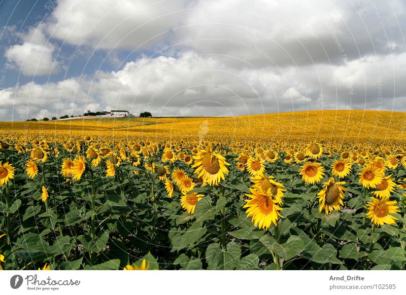 Sunflower field with house Clouds Field Flower Summer Yellow White Spring Horizon Agriculture Diligent Work and employment Happiness Friendliness Fresh Farm