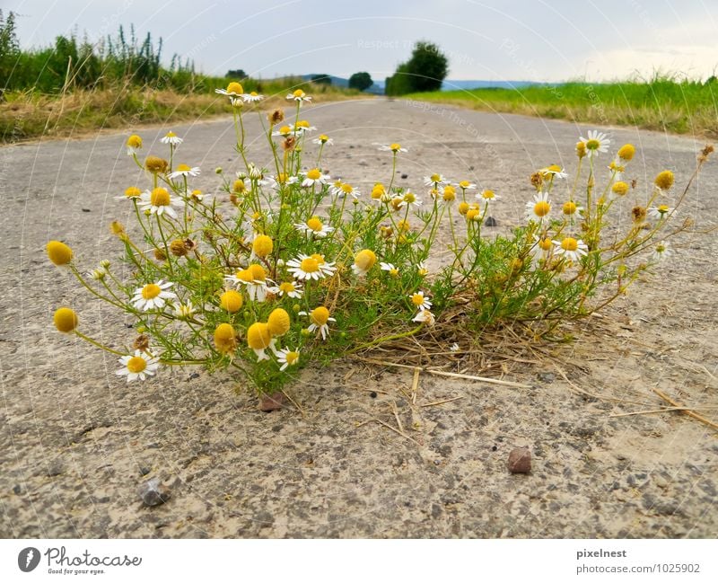 Camomile from the asphalt Herbs and spices Fragrance Summer Nature Plant Blossom Wild plant Chamomile Field Street Footpath Blossoming Growth Yellow Green White
