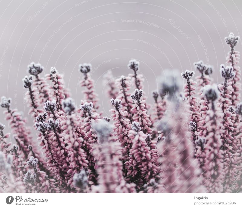 winter flowers Nature - a Royalty Free Stock Photo from Photocase