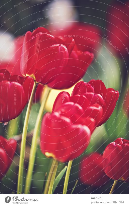tulip season Nature Spring Tulip Natural Red Colour photo Exterior shot Deserted Day Contrast