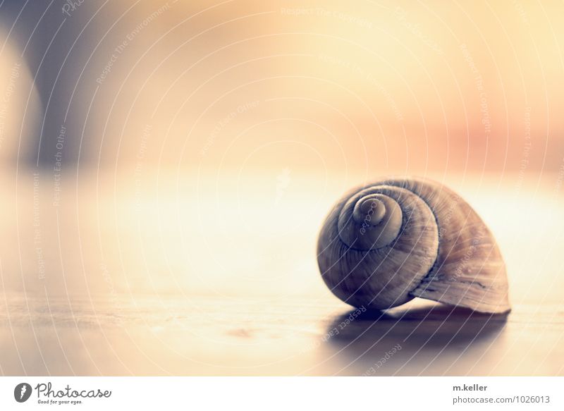 snail shell Elegant Style Relaxation Environment Nature Elements Snail shell Crumpet Esthetic Historic Trust Protection Safety (feeling of) Secrecy To console