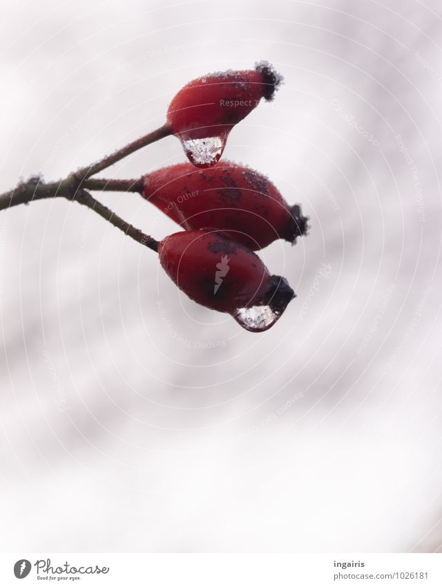 rosehip Icetea Fruit Nature Plant Drops of water Sky Clouds Winter Climate Frost Rose hip Cold Wet Natural Thorny Gloomy Gray Red White Stagnating Moody Frozen