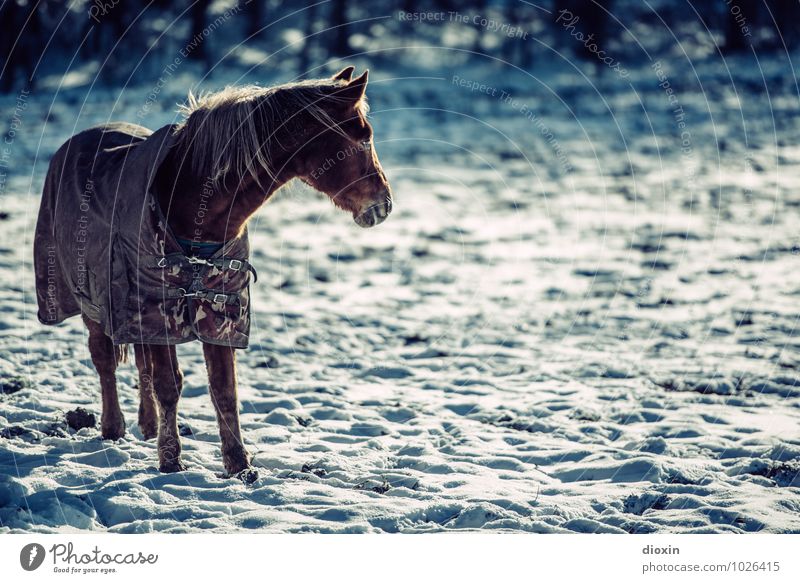 Cold hooves Environment Nature Snow Pasture Animal Pet Farm animal Horse 1 Freeze Stand Climate Colour photo Exterior shot Deserted Copy Space right Day