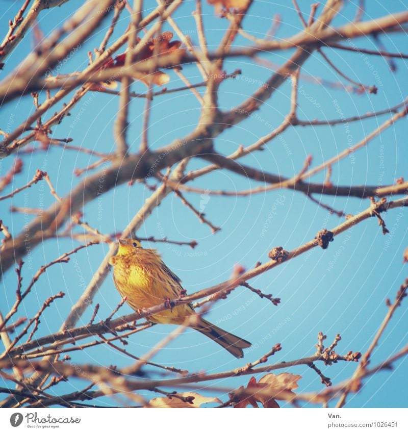 Allow me, yellowhammer! Nature Plant Animal Sky Cloudless sky Winter Tree Branch Twig Leaf Bud Wild animal Bird 1 Sit Blue Yellow Colour photo Multicoloured