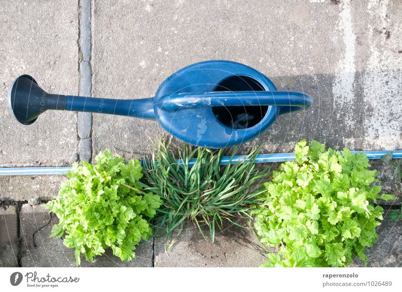 cement garden Leisure and hobbies Garden Gardening Plant Grass Blue Gray Green Considerate Cast Watering can Concrete Concreted Cemented Sprout Town