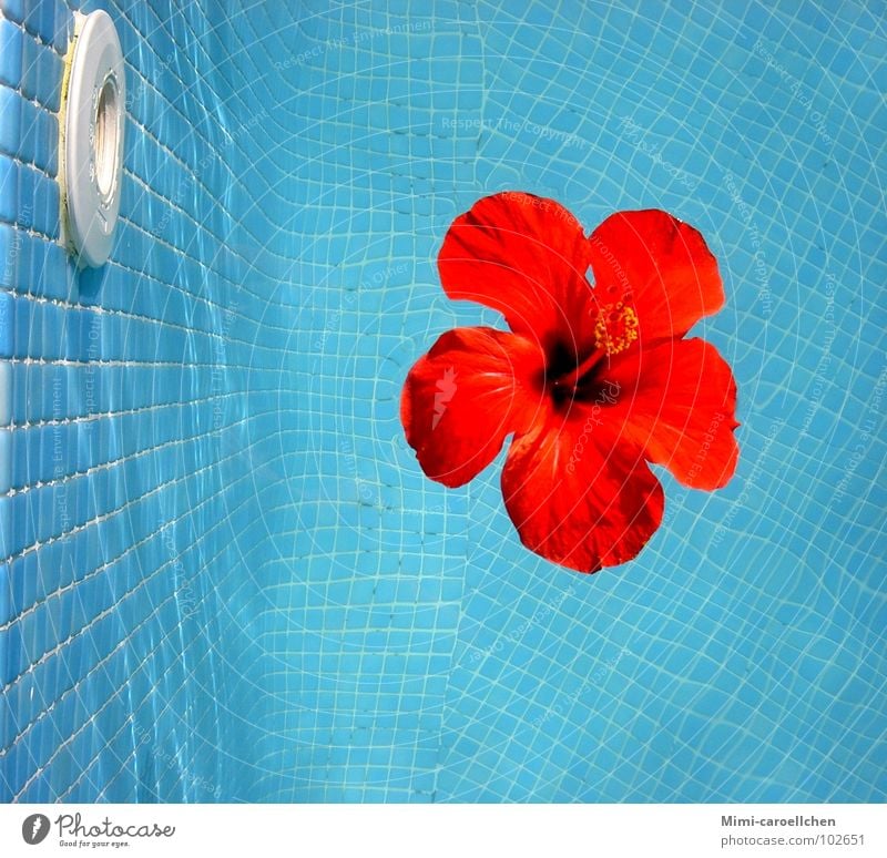 a touch of summer... Hibiscus Red Yellow Flower Large Swimming pool Visual spectacle Small Square Mosaic Summer Calm Relaxation Play of colours Luxury