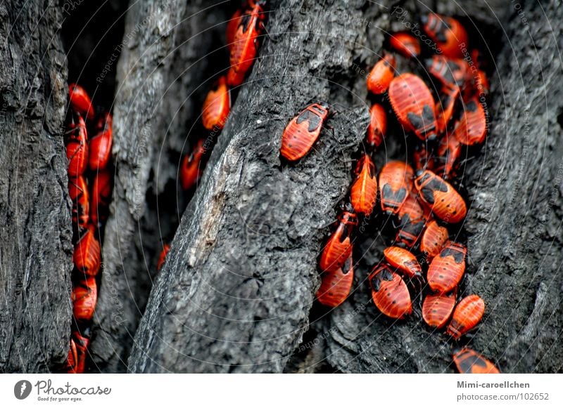 the big crawling... Red Black Insect Small Tree Dark Tree bark Gray Wroclaw Bright Near Exterior shot Beetle Poland Movement Freedom Close-up Rough