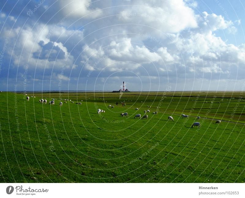 Westerhever Lighthouse Dike Sheep Clouds North Frisland Beach Coast Sky North Sea Far-off places