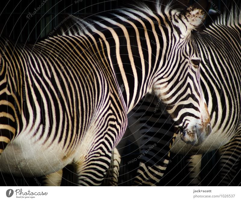 Zebras standing together 2 Pair of animals Inspiration Reaction Camouflage Camouflage colour Equal Abstract Pattern Shadow Silhouette Low-key Animal portrait