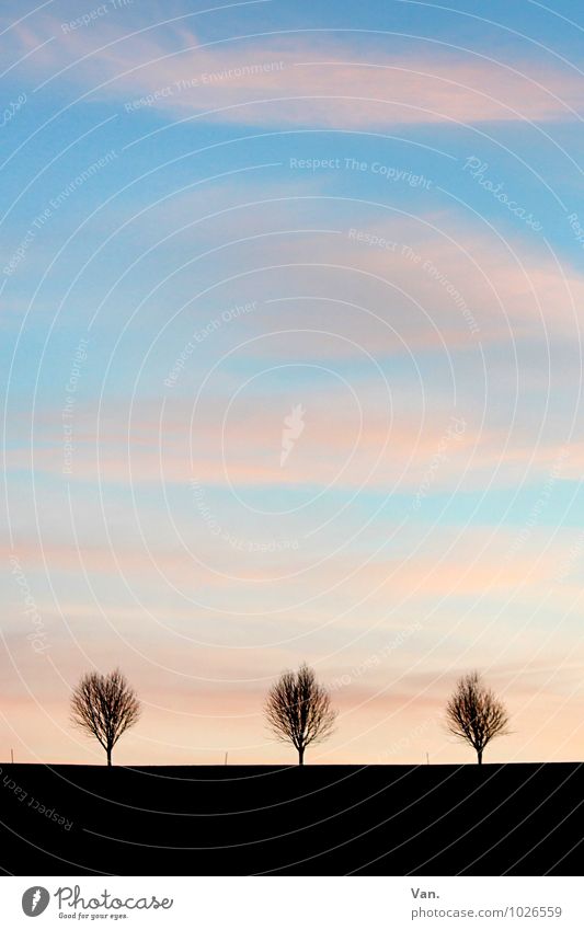 The Three Funny Two Nature Landscape Sky Clouds Winter Plant Tree Blue Pink Black 3 Far-off places Horizon Colour photo Subdued colour Exterior shot Deserted