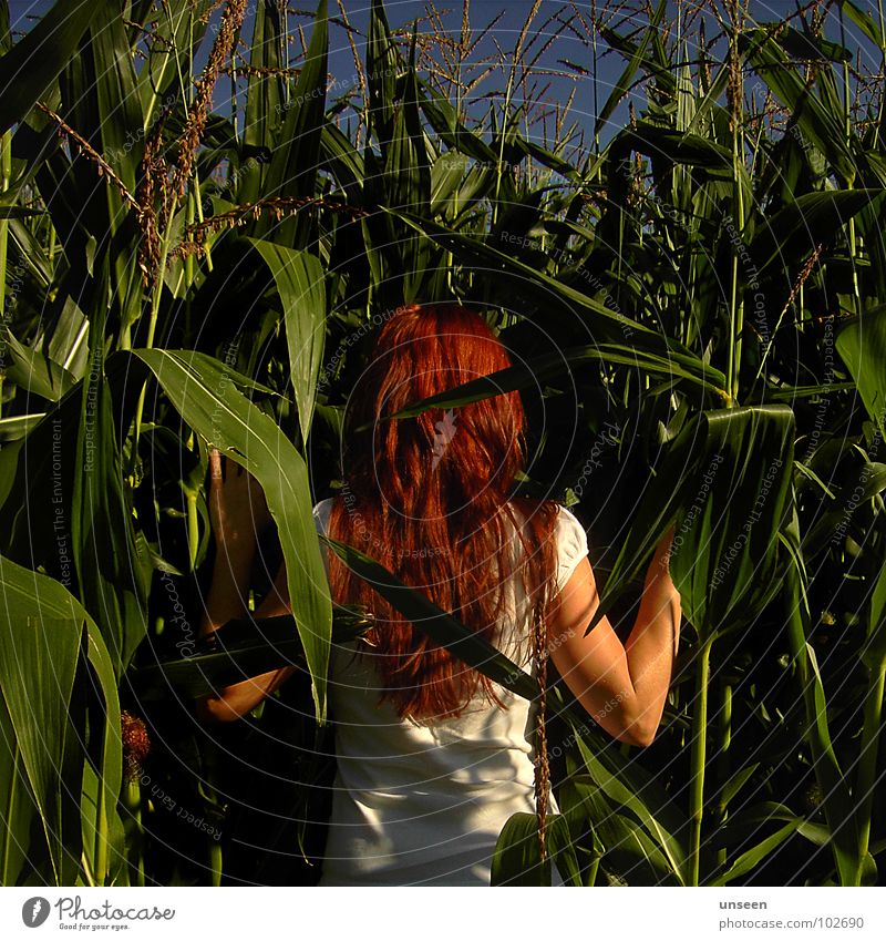 next to Maize field Field Plant Green Red Woman Summer Nature Blue fiery red Hair and hairstyles