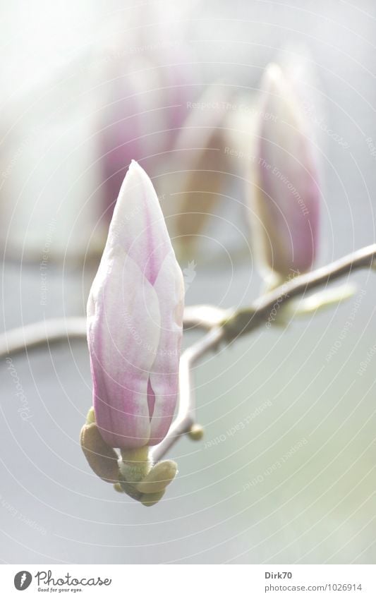 Spring is... when the magnolias bloom. Garden Environment Nature Plant Beautiful weather Tree Bushes Blossom Bud Magnolia plants Magnolia blossom Magnolia tree