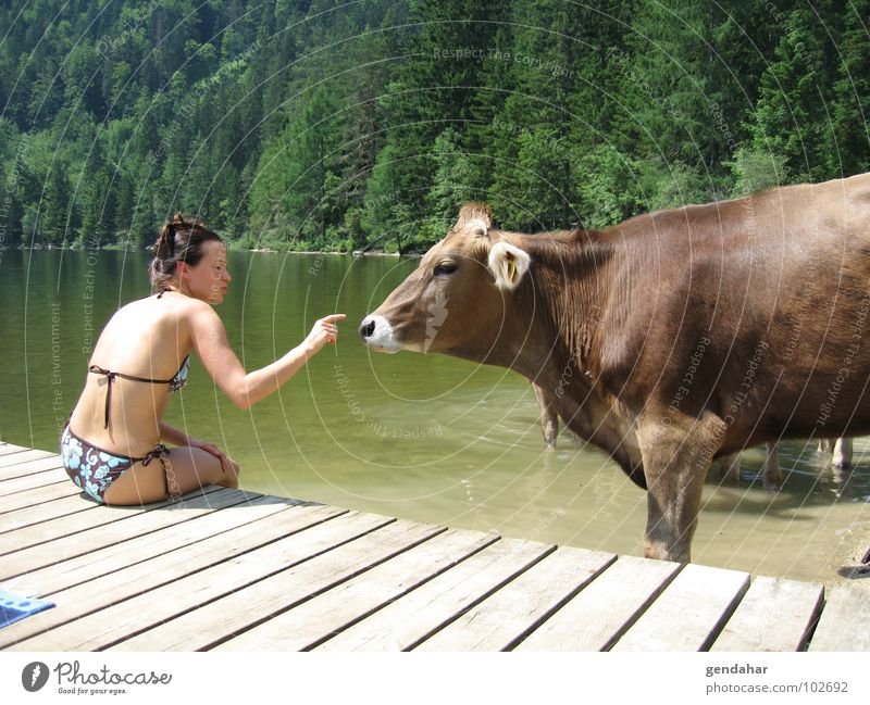 I mog di Woman Cow Lake Summer Austria Bikini Mammal Alps Love