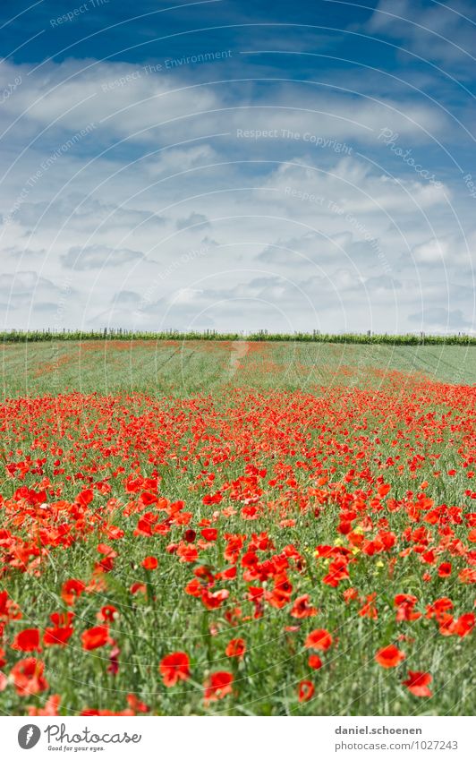 No, not in Tuscany! Nature Landscape Plant Sky Clouds Summer Beautiful weather Blossom Meadow Field Blue Multicoloured Green Red White Deserted Copy Space top