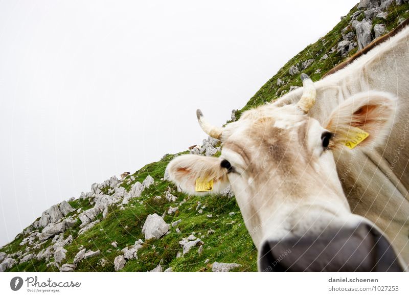 crooked cow Alps Animal Cow 1 Bright Green White Vacation & Travel Subdued colour Exterior shot Deserted Copy Space left Copy Space top Animal portrait