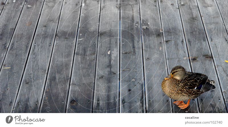 Nag Nag Animal Bird Footbridge Wood Beak Duck Wooden board chatter little shaddy