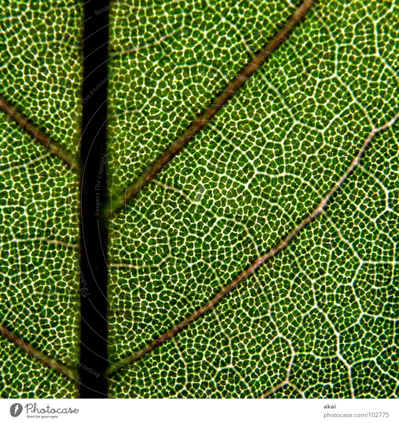 The sheet 16 Plant Green Botany Part of the plant Creeper Verdant Environment Bushes Back-light Leaf Background picture Tree Near Photosynthesis Vessel Detail