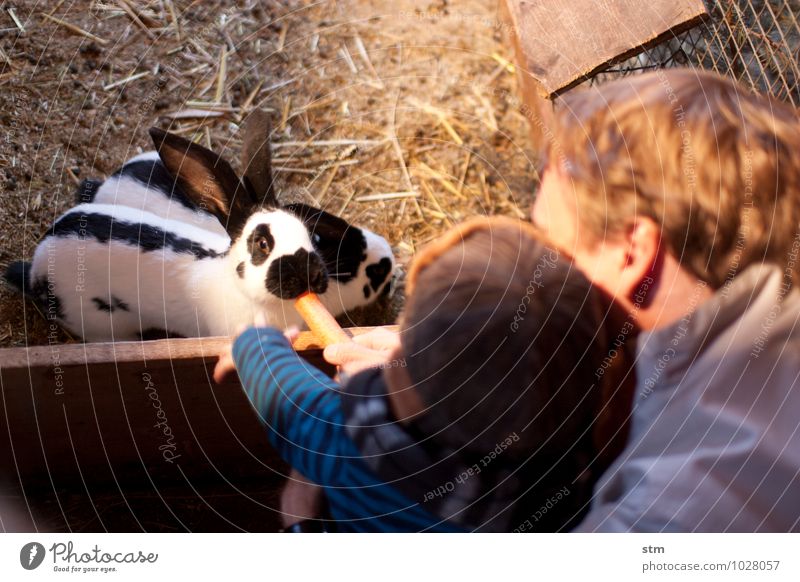 Family feeds bunnies with carrot Playing Human being Child Toddler Parents Adults Father Family & Relations Infancy Life 2 Animal Pet Farm animal Petting zoo